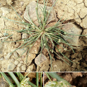 Scirpus supinus. Charca de El Raso.