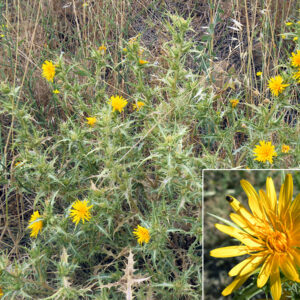 Scolymus hispanicus. Alrededores de la charca de El Raso
