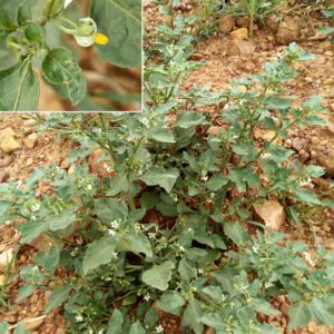 Solanum nigrum. Alrededores de la charca de El Raso.