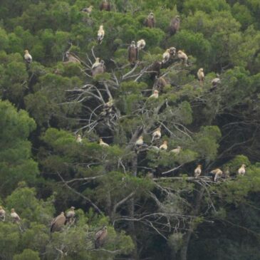 Un parque eólico en las Cinco Villas amenaza «el mayor dormidero de alimoches del valle del Ebro»