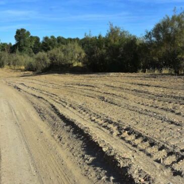 Ansar denuncia la eliminación de arbolado en el soto de Sobradiel.