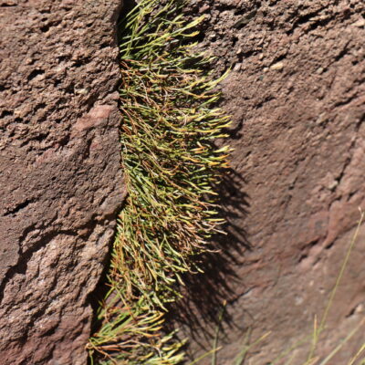 Asplenium septentrionale 