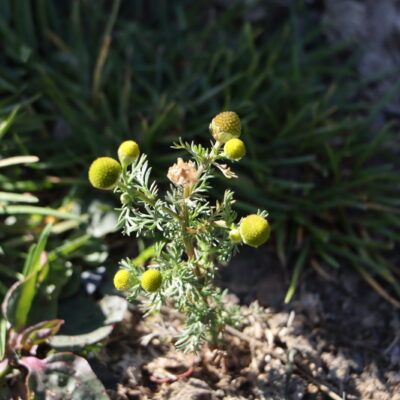 Chamomilla suaveolens