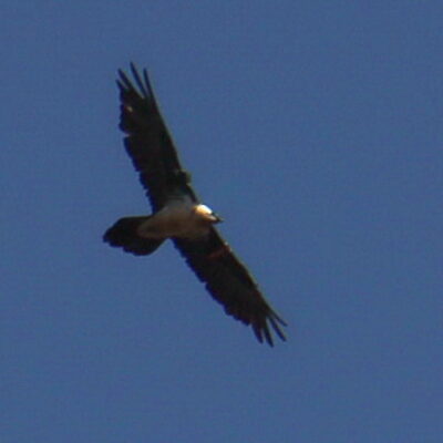 El Cluchihuesos (Gypaetus barbatus)