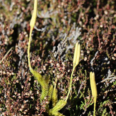Lycopodium clavatum 
