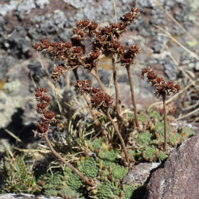 Sempervivum montanum montanum 