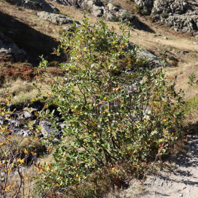Sorbus chamaemespilus