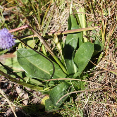 Succisa pratensis 