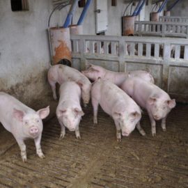 ¿Es sostenible el desarrollo del porcino?