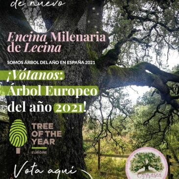 ¡VOTA: ÁRBOL EUROPEO DEL AÑO 2021!
