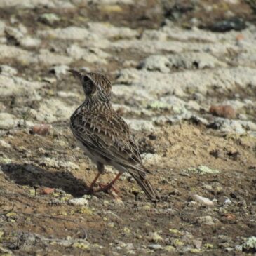 Recurso Contencioso Administrativo (RCA) Parque Eólico Montañés en los Montes de Torrero
