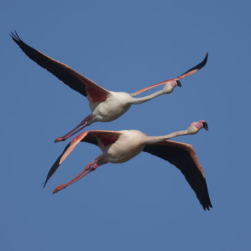 Viaje al Delta del Ebro