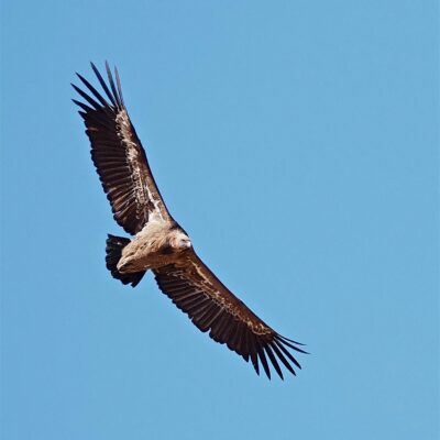 Gyps fulvus