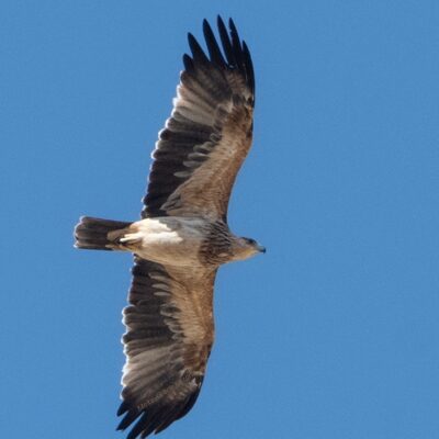 Aquila adalberti- JUVENIL
