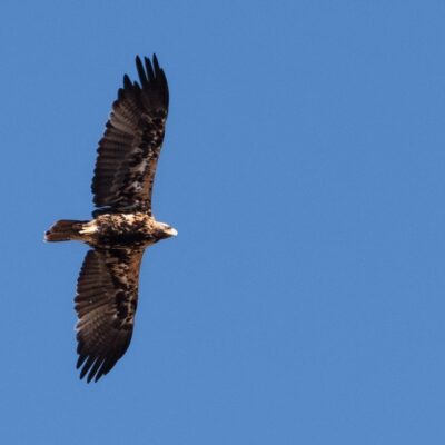 Aquila adalberti-JUVENIL