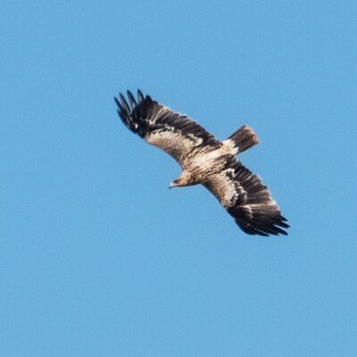 Aquila adalberti- JUVENIL