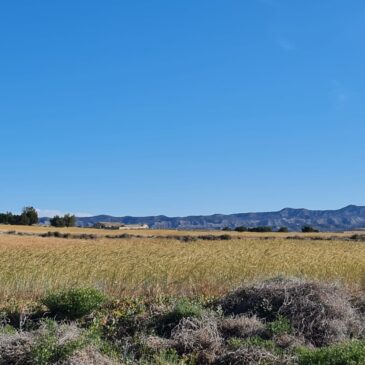 Salida Ornitológica al Monegrillo