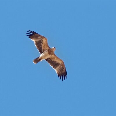 Aquila adalberti
