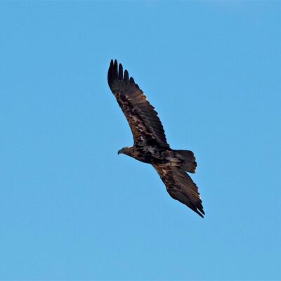 Aquila adalberti