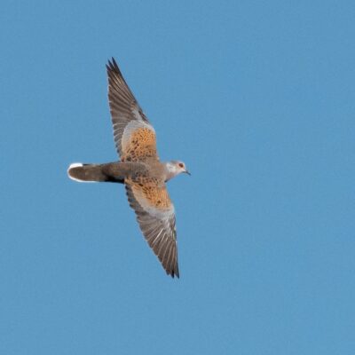 Streptopelia turtur