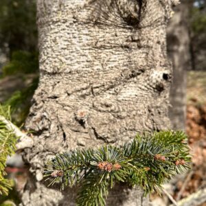 04 - Pinsapo (Abies pinsapo)