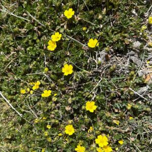 06 - Potentilla gen