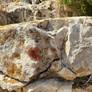 19 - Líquenes anticlinal 