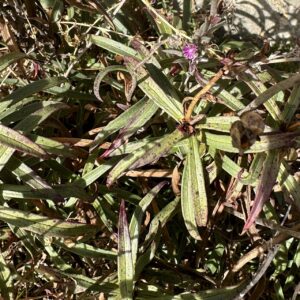 20 - Dedalera (Digitalis obsura)
