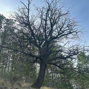 24 - Árbol quemado rayo