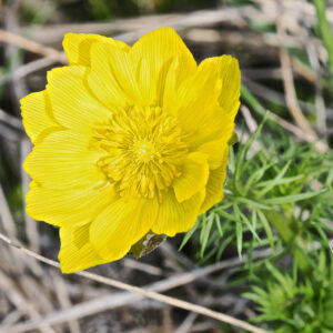 25 - Adonis vernalis