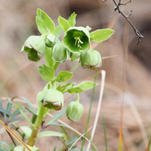 31 - Eléboro fétido (Helleborus foetidus) 