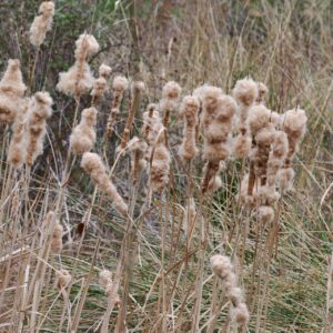 34 - Anea (Typha gen)