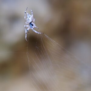 41 - Araña blanca (Cyclosa gen)
