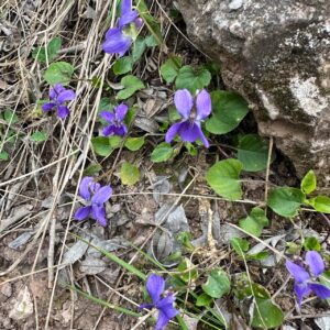 45 - Violeta (Viola suavis)