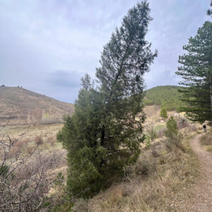 48 - Sabina albar (Juniperus thurifera)