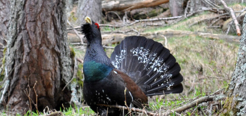 Tetrao urogallus - Henri Bourrut