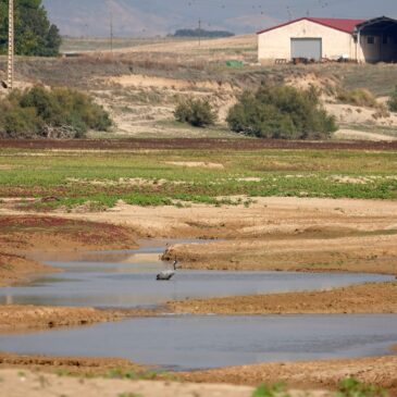 Posible brote de gripe aviar en Aragón durante la migración de las grullas