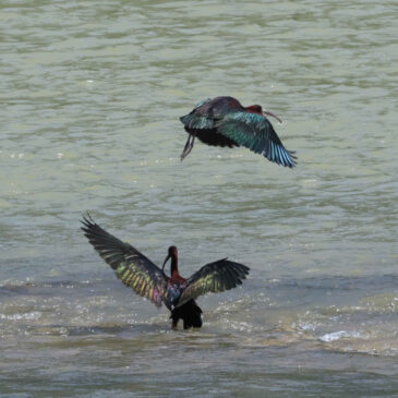 Reproducción del morito común en Zaragoza