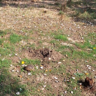 ANSAR detecta furtivismo en los sotos del Ebro