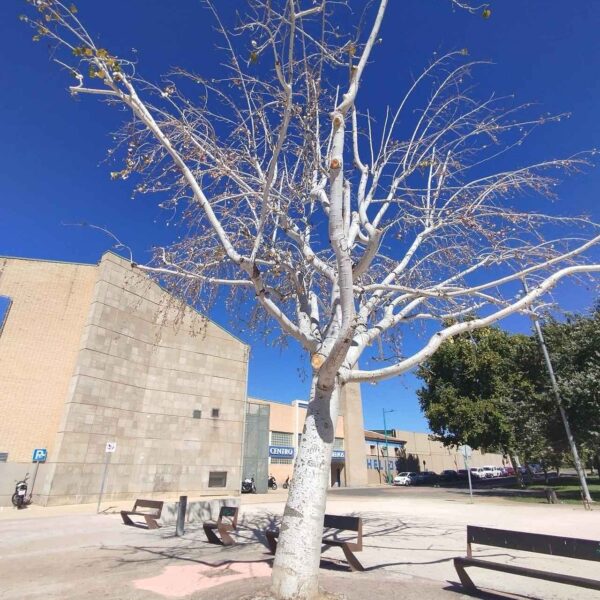 Árbol talado como consecuencia de una poda inadecuada junto a Helios