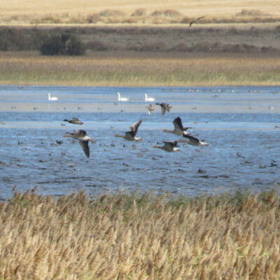 Anser anser - Ramon Longas