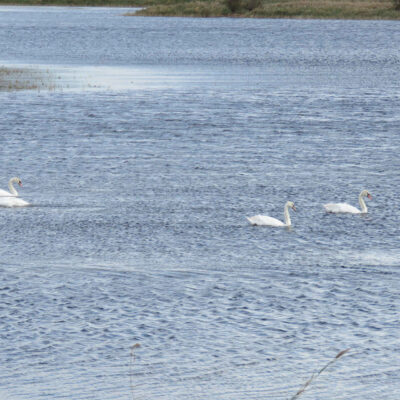 Cisnes en Pitillas - Ramon Longas
