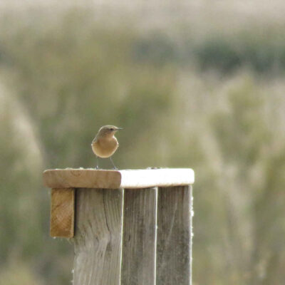 Collalba gris hembra - Ramon Longas