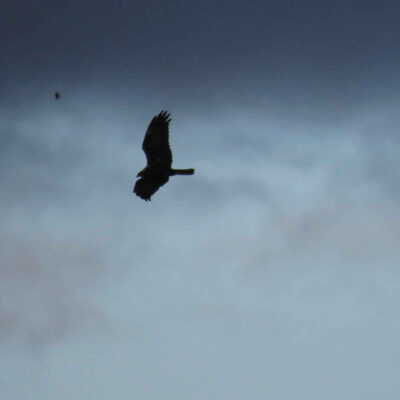 La sombra del aguilucho lagunero - Ramon Longas