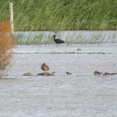 Morito and company - Ramon Longas