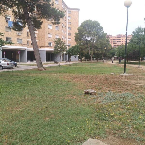 Pinos que caen ante exceso de riego