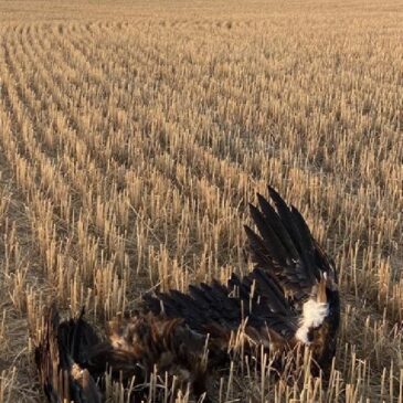 La única colonia de buitre negro en Aragón, en peligro
