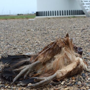 La Guardia Civil investiga posibles delitos derivados del daño provocado por centrales eólicas en la fauna