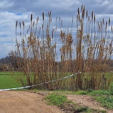La necesaria avenida del Ebro