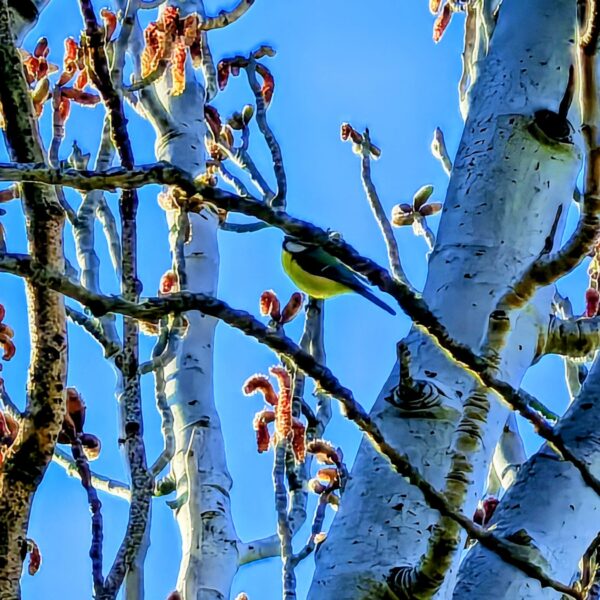 Carbonero - Vanesa Gallego